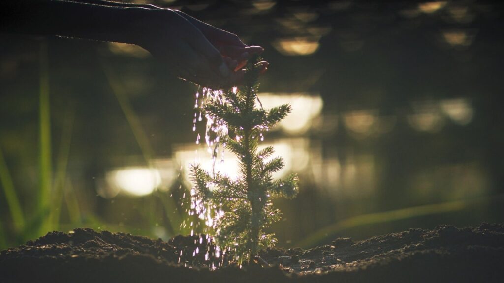 How trees become your comfiest tee—without wasting a drop of water