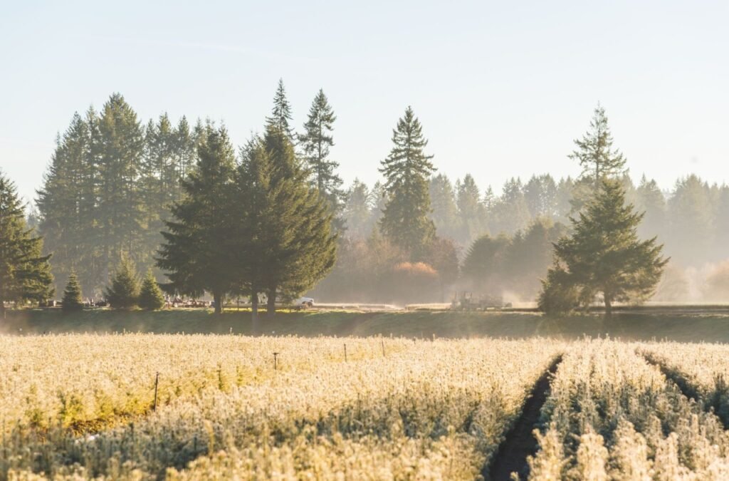 A wide shot of Belgian flax fields at golden hour, showing workers bent double harvesting stalks by hand. Include a foreground detail of mud-caked work boots and blue flower remnants.