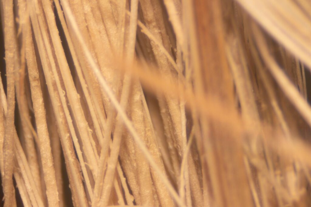 60x microscope view of long Supima cotton fibers